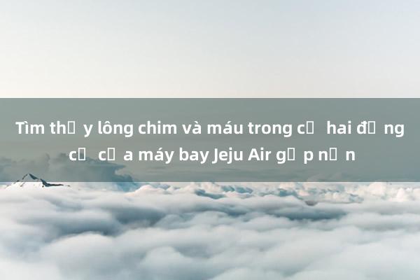 Tìm thấy lông chim và máu trong cả hai động cơ của máy bay Jeju Air gặp nạn