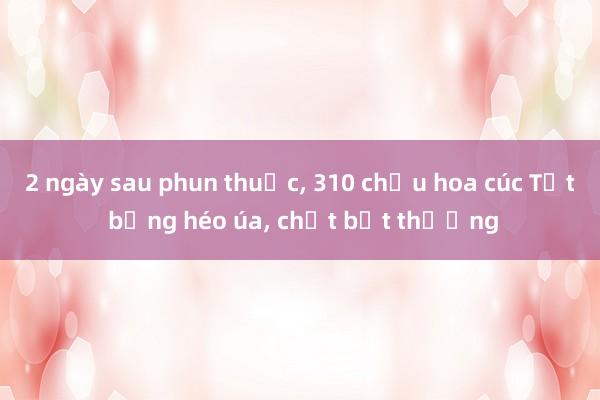 2 ngày sau phun thuốc, 310 chậu hoa cúc Tết bỗng héo úa, chết bất thường